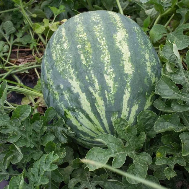thumbnail for publication: A Review of Watermelon Production and Price Trends from 2010 to 2021
